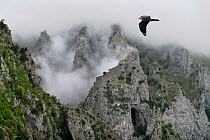 Bearded vulture (Gypaetus barbatus) flying over the Pyrenees mountains, Aragon, Spain.