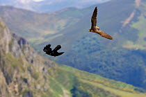 Peregrine Falcon (Falco peregrinus) hunting Alpine Chough (Pyrrhocorax graculus). Pyrenees, Aragon, Spain.