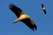 Pair of Egyptian vultures (Neophron percnopterus) hunting, Spain.