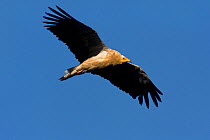 Egyptian vulture (Neophron percnopterus) hunting, Spain.