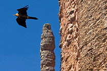 Bearded vulture (Gypaetus barbatus) at Los Mallos de Riglos cliffs, Aragon, Spain.
