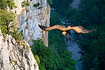 Griffon Vulture (Gyps fulvus) landing on cliff at Hoz de Arbayun canyon, Pyrenees, Navarra, Spain.