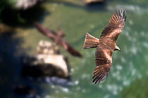 Black Kite (Milvus migrans) in flight over Hoz de Arbayun canyon, Pyrenees, Navarra, Spain.