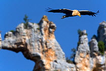 Egyptian vulture (Neophron percnopterus) in flight, with natural rock arch in the background. Canyon del Ebro and Rudron, Castilla y Leon, Spain.
