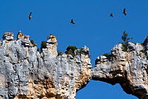 Griffon Vultures (Gyps fulvus) flying over natural rock arch, El Castillo rocks, Canyon del Ebro and Rudron, Castilla y Leon, Spain.