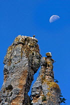 Moon over Griffon vulture (Gyps fulvus) on El Castillo rocks, Canyon del Ebro and Rudron, Castilla y Leon, Spain.