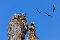 Griffon vulture (Gyps fulvus) sunning itself on rocks, with others in flight. El Castillo rocks, Canyon del Ebro and Rudron, Castilla y Leon, Spain.
