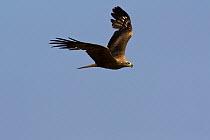 Black Kite (Milvus migrans) in flight, Canyon del Ebro y Rudron, Castilla y Leon, Spain.