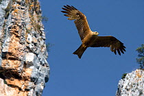Black Kite (Milvus migrans) in flight, Canyon del Ebro y Rudron, Castilla y Leon, Spain.
