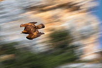 Golden Eagle (Aquila chrysaetos) swooping with folded wings to gain speed. Canyon del Ebro y Rudron, Castilla y Leon, Spain.  Digital composite