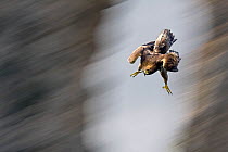 Golden Eagle (Aquila chrysaetos) swooping with folded wings and extended tallons. Canyon del Ebro y Rudron, Castilla y Leon, Spain. Digital composite