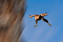 Golden Eagle (Aquila chrysaetos) swooping with folded wings and extended tallons. Canyon del Ebro y Rudron, Castilla y Leon, Spain. Digital composite