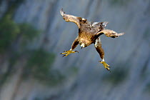 Golden Eagle (Aquila chrysaetos) swooping with folded wings and extended tallons. Canyon del Ebro y Rudron, Castilla y Leon, Spain.  Digital composite