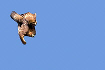 Golden Eagle (Aquila chrysaetos) swooping with wings completely folded. Canyon del Ebro y Rudron, Castilla y Leon, Spain.