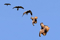Golden Eagle (Aquila chrysaetos) swooping. The sequence of folding wings to gain speed. Canyon del Ebro y Rudron, Castilla y Leon, Spain. COMPOSITE IMAGE.