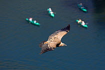 Griffon vulture (Gyps fulvus) flying over canoeists. River and Canyon of Duraton, Castilla y Leon, Spain. June 2008.