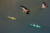 Griffon vultures (Gyps fulvus) flying over canoeists. River and Canyon of Duraton, Castilla y Leon, Spain. Notice enlarged crops, probably carrying food. June 2008.