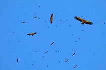 Flock of Griffon vultures (Gyps fulvus) in flight over carrion. Valle del Agusejo, Castilla y Leon, Spain.