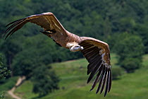 Griffon vulture (Gyps fulvus) in flight, Pyrenees range, Navarra, Spain.