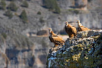 Griffon Vultures (Gyps fulvus) perched on cliff in Rio Lobos canyon, Castilla y Leon, Spain.