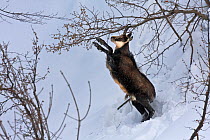 Chamois (Rupicapra rupicapra) in snow during a harsh winter, showing feeding behaviour, where it leans on a high branch to bend it and feed on leaves and twigs. Parco Nazionale delle Alpi Marittime, A...