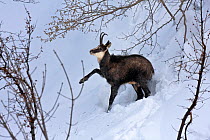Chamois (Rupicapra rupicapra) in snow, during a harsh winter. Showing feeding behaviour, where it leans on a high branch to bend it and feed on leaves and twigs. Parco Nazionale delle Alpi Marittime,...