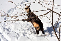 Chamois (Rupicapra rupicapra) in snow, during a harsh winter. Showing feeding behaviour, where it leans on a high branch to bend it and feed on leaves and twigs. Gran Paradiso NP, Alps, Italy.