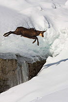 Chamois (Rupicapra rupicapra) jumping over crevasse in the snow, Parco Nazionale delle Alpi Marittime, Alps, Italy