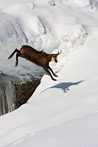 Chamois (Rupicapra rupicapra) jumping over crevasse in the snow, Abruzzo National Park, Italy.