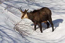 Chamois (Rupicapra rupicapra) in snow, feeding on twigs during harsh winter. Parco Nazionale delle Alpi Marittime, Alps, Italy.
