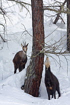 Chamois (Rupicapra rupicapra), watched by another, feeding on Old Man's Beard lichens (Usnea sp) during a harsh winter, Gran Paradiso NP, Alps, Italy.