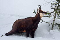 Chamois (Rupicapra rupicapra) feeding on Fir tree needles in the snow, during a harsh winter. Gran Paradiso NP, Alps, Italy.