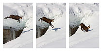 Chamois (Rupicapra rupicapra) jumping over crevasse in the snow, Parco Nazionale delle Alpi Marittime, Alps, Italy.