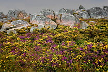 Spring / summer flowers beside rocks at Cabo Vilàn, Galicia, Spain. July 2008.