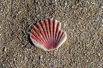 Scallop shell (Argopecten sp) or Shell of St James, the traditional emblem of the Way of St. James or Camino de Santiago, Galicia, Spain.