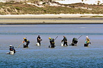 Clam gatherers in the shallows, Galicia, Spain. July 2008.