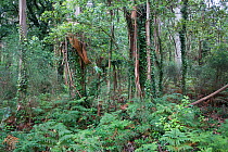 Artificial habitat created where Eucalyptus (Eucalyptus sp.) plantations have mixed with native species under high-rainfall conditions. Galicia, Spain. July 2008.