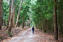 Person walking through Eucalyptus (Eucalyptus sp.) forest, Parque Nacional de las Islas Atlantica (Atlantic Islands National Park). Galicia, Spain. Although artificial, the forest has attained its own...