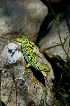 Ocellated Lizard (Lacerta lepida) on rock, Spain.