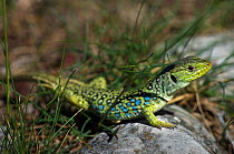 Ocellated Lizard (Lacerta lepida) on ground, Spain.