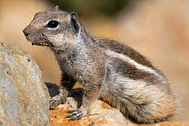 Barbary Ground Squirrel (Atlantoxerus getulus), Morocco.