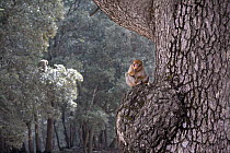 Barbary Ape (Macaca sylvanus) on giant cedar tree, Ifrane Nature Reserve, Middle Atlas Mountains, Morocco.