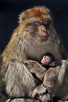 Barbary Ape (Macaca sylvanus) female with young in March. Ifrane Nature Reserve, Middle Atlas Mountains, Morocco.