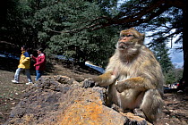 Tourists walking past Barbary ape (Macaca sylvanus). Ifrane Nature Reserve, Middle Atlas Mountains, Morocco. March 2007.