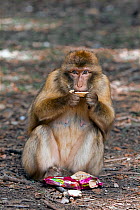 Barbary ape (Macaca sylvanus) eating trash food, Ifrane Nature Reserve, Middle Atlas Mountains, Morocco.