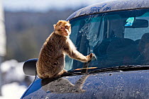 Barbary ape (Macaca sylvanus) playing on car bonnet, smearing windscreen with mud. Ifrane Nature Reserve, Middle Atlas, Morocco.
