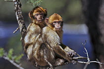 Two Barbary apes (Macaca sylvanus) on branch. Ifrane Nature Reserve, Middle Atlas, Morocco.