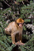 Barbary ape (Macaca sylvanus) juvenile in Atlas cedar trees, Ifrane Nature Reserve, Middle Atlas Mountains, Morocco.