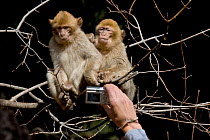 Person taking a photograph of two Barbary apes (Macaca sylvanus), Ifrane Nature Reserve, Middle Atlas Mountains, Morocco.