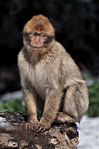Barbary ape (Macaca sylvanus). Ifrane Nature Reserve, Middle Atlas, Morocco.